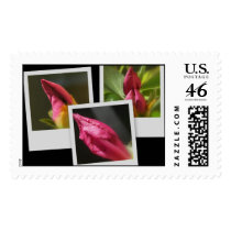Azaleas postage by caritojames Azaleas postage