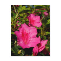 Azaleas Postcard