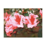 Azaleas Post Cards