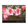 Azaleas Postcard