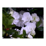 gardenia, azalea, wall art, floral, photography,