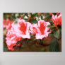 Azaleas Print