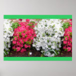Azaleas posters