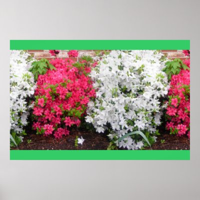 Azaleas Print by minx267