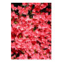 Azaleas. Pretty Pink Flowers. Business Card Templates