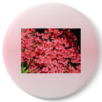 Azaleas. Pretty Pink Flowers.