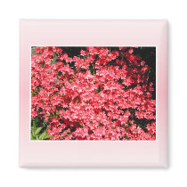 Azaleas. Pretty Pink Flowers. Refrigerator Magnet