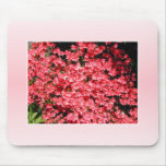 Azaleas. Pretty Pink Flowers. Mousepads