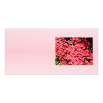 Azaleas. Pretty Pink Flowers. Picture Card