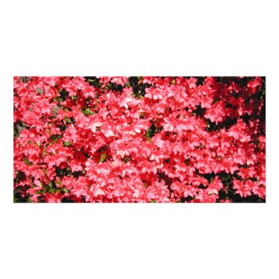 Azaleas. Pretty Pink Flowers. Photo Cards by PsyborgAli