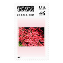 Azaleas. Pretty Pink Flowers. Postage Stamps