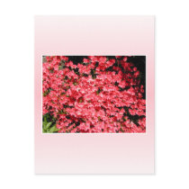 Azaleas. Pretty Pink Flowers. Postcard