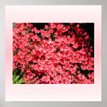 Azaleas. Pretty Pink Flowers. Posters