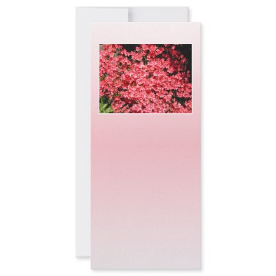 Azaleas. Pretty Pink Flowers. Rack Card Template by PsyborgAli