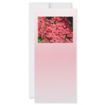 Azaleas. Pretty Pink Flowers. Rack Card Template