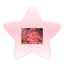 Azaleas. Pretty Pink Flowers. Sticker