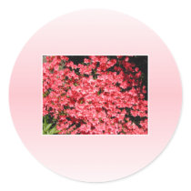 Azaleas. Pretty Pink Flowers. Round Stickers