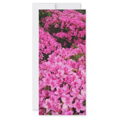 Azaleas Customized Rack Card by gavila_pt