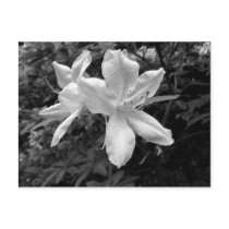 Azaleas / Rhododendrons in B&W postcards by artberry Azaleas / Rhododendrons in B&W postcards
