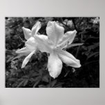 Azaleas / Rhododendrons in B&W posters