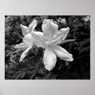 Azaleas / Rhododendrons in B&W Print by artberry