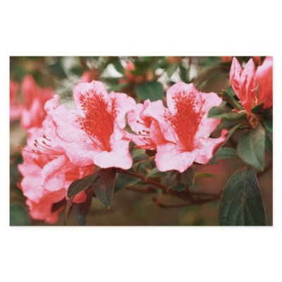 Azaleas Customized Stationery by gavila_pt