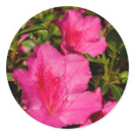 Azaleas Round Sticker