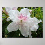 AZALEAS White 4 Azalea Flowers Art Prints Posters