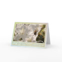 Azaleas with a Bee - note card