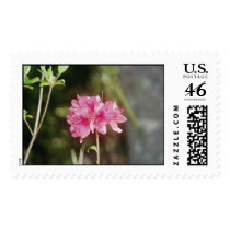 azalia postage