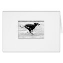 Azawakh Card 3 by David Moore by azawakhcom Azawakh Card 3 by David Moore