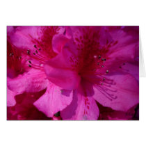 Azelea Eye, S Cyr Cards