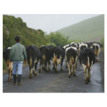 Azorean farmer full color flyer