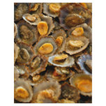 Azores limpets "lapas" full color flyer