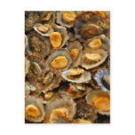 Azores limpets "lapas" post card