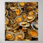 Azores limpets "lapas" print