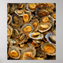 Azores limpets "lapas" print