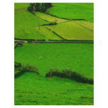 Azores pastures flyers