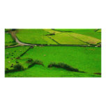 Azores pastures photo cards