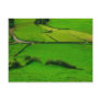 Azores pastures postcards