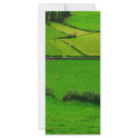 Azores pastures rack cards