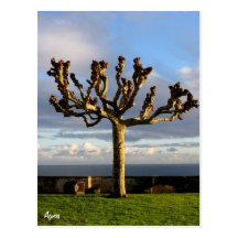 Azores Postcard-Ermida da mae de Deus