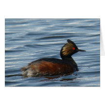 B0001 Eared Grebe Card