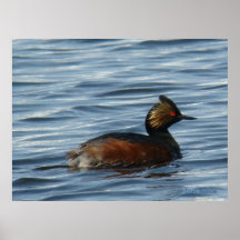 B0001 Eared Grebe Print