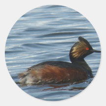 B0001 Eared Grebe Round Stickers