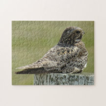 B0002 Common Nighthawk Puzzles