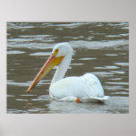 B0015 American White Pelican Poster