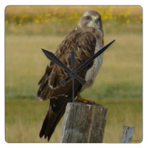 B0033 Swainsons Hawk Wallclocks