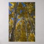 b3021 - Fall Color in Lee Vining Canyon Poster