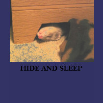 b, HIDE AND SLEEP t-shirts